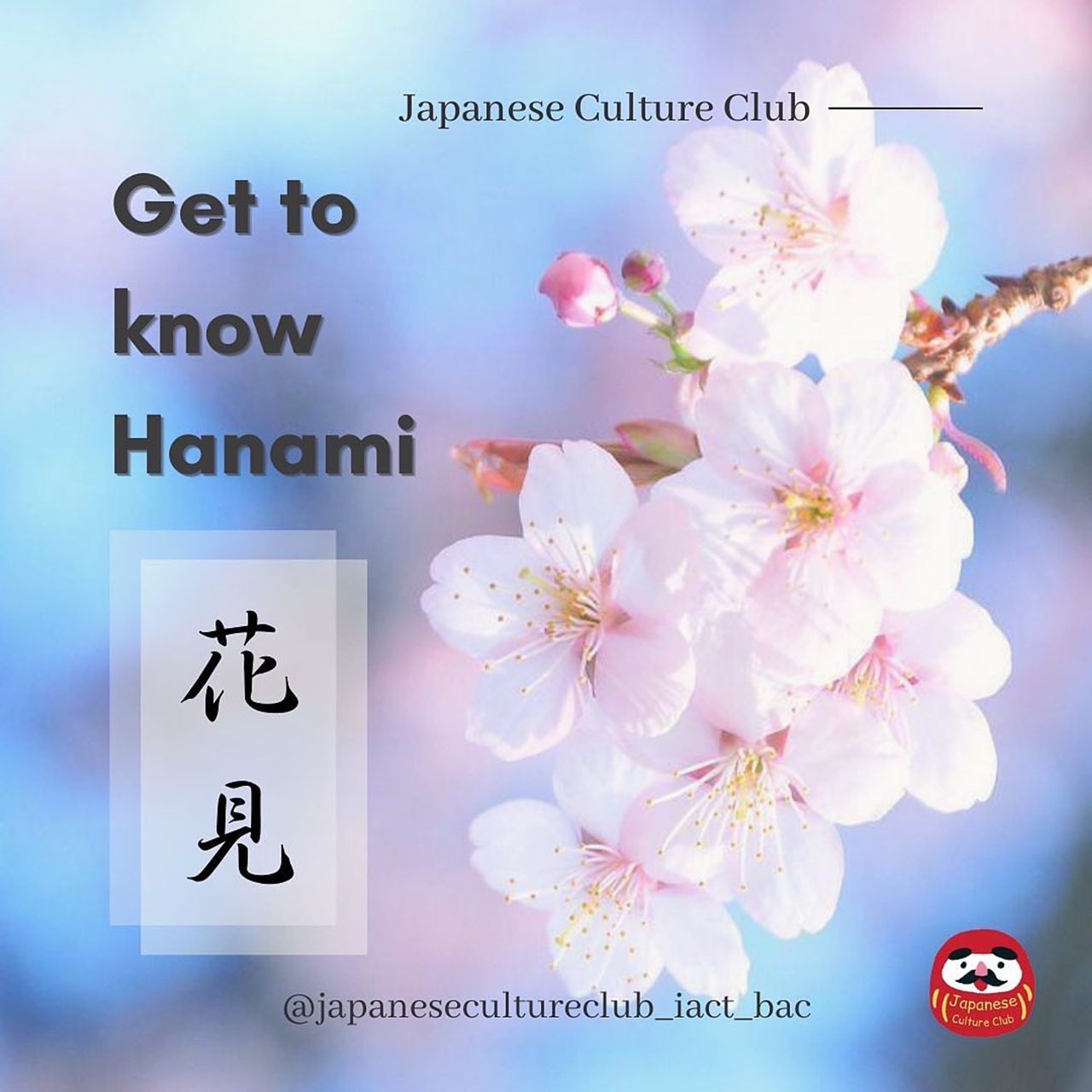 Get To Know Hanami (Japanese Culture Club)